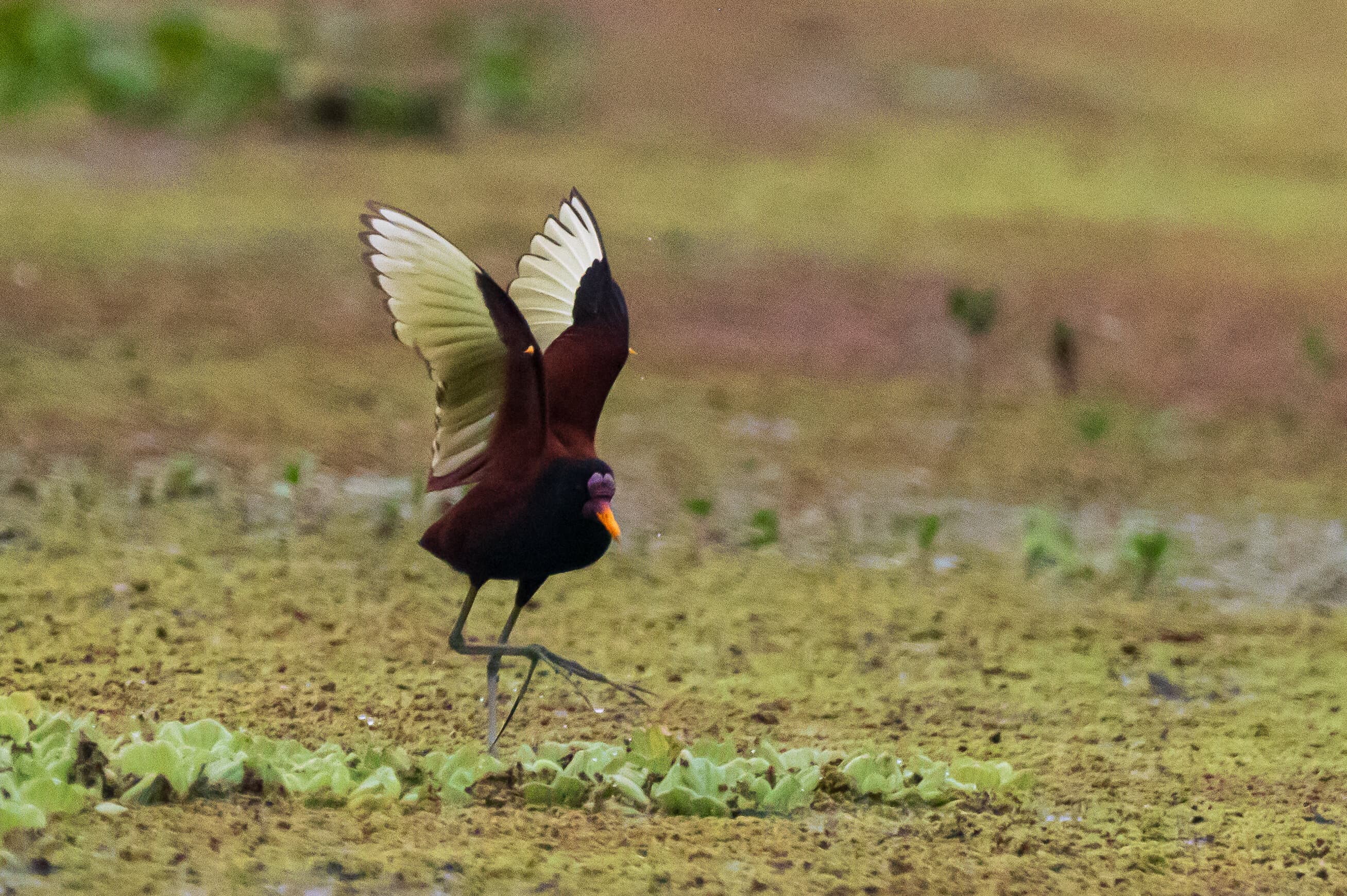 Jacana