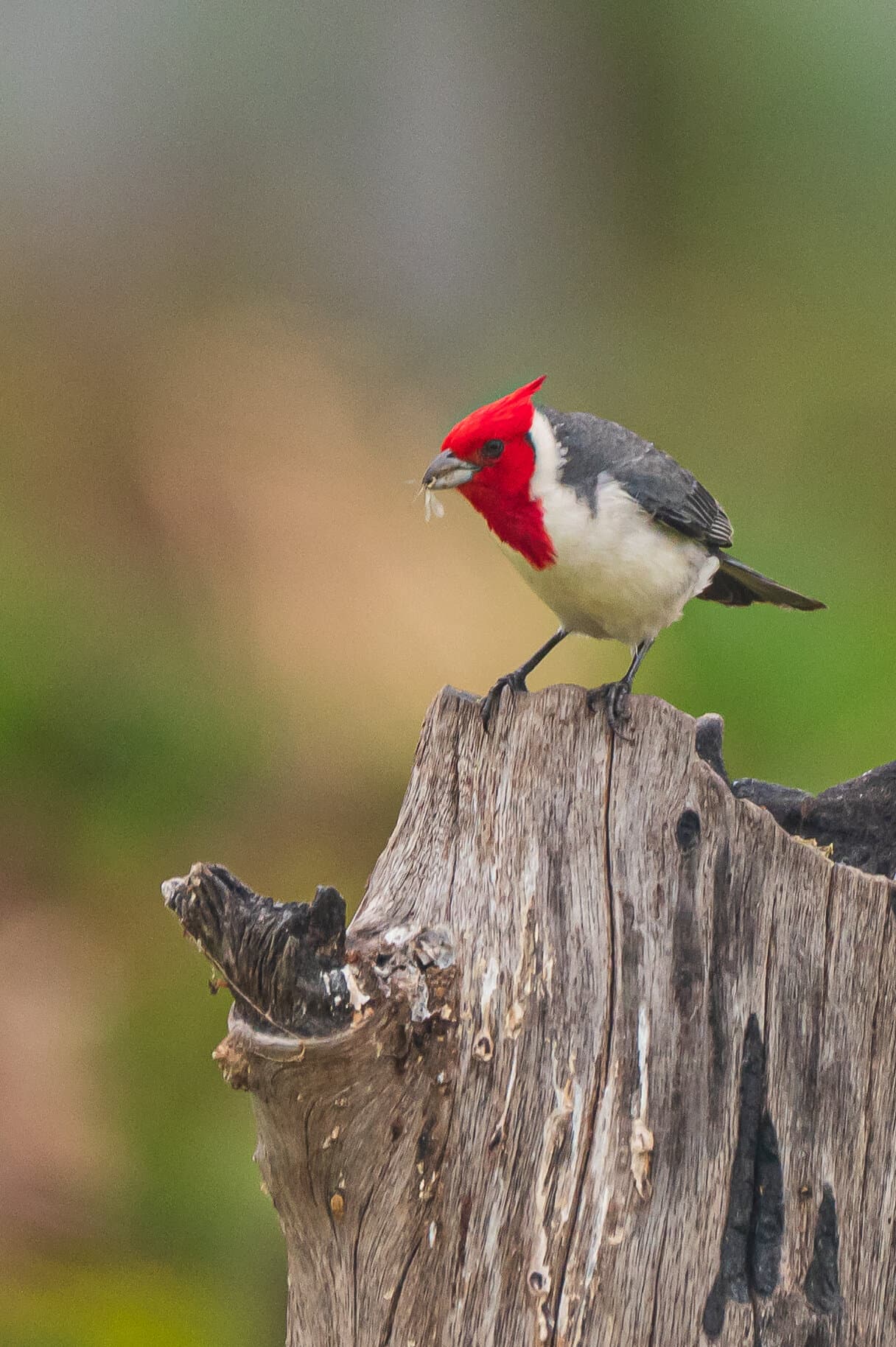 Cardenal