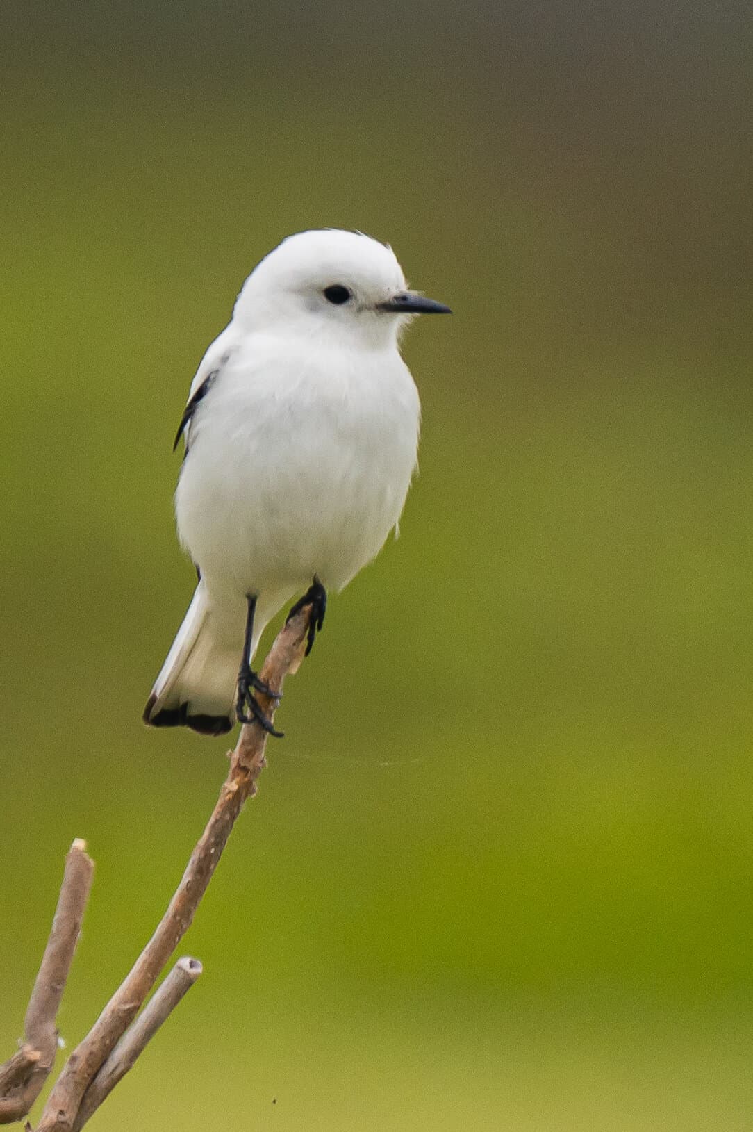 Monjita blanca