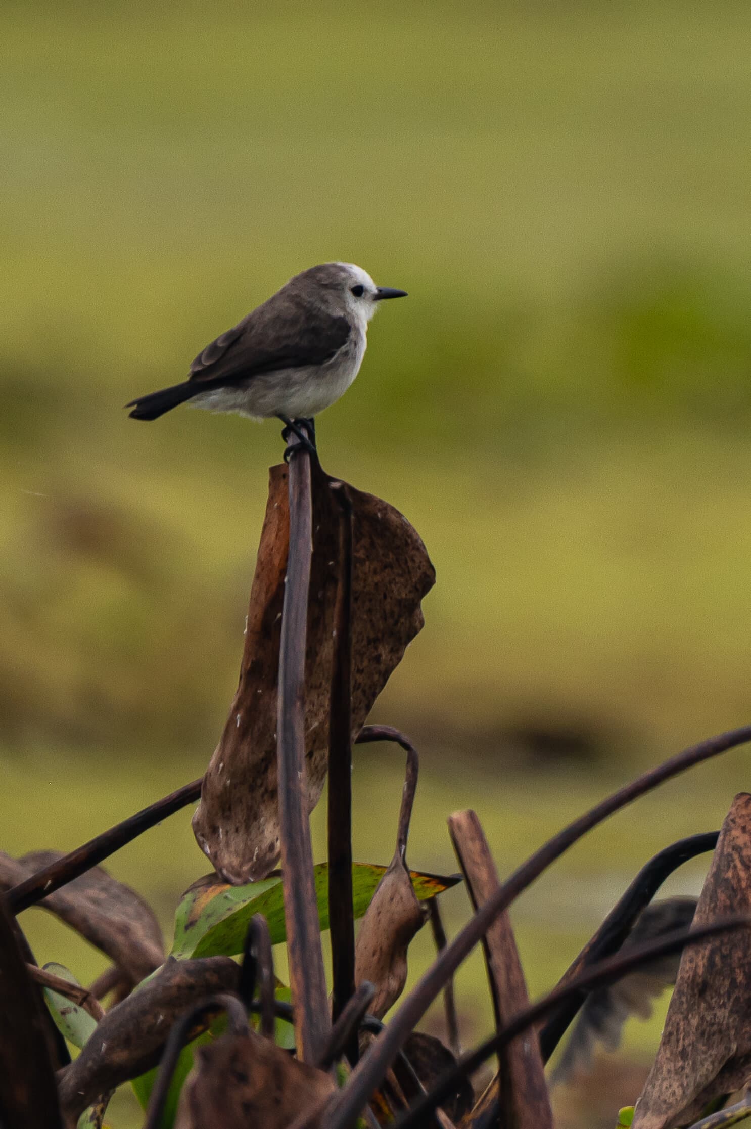 Lavandera