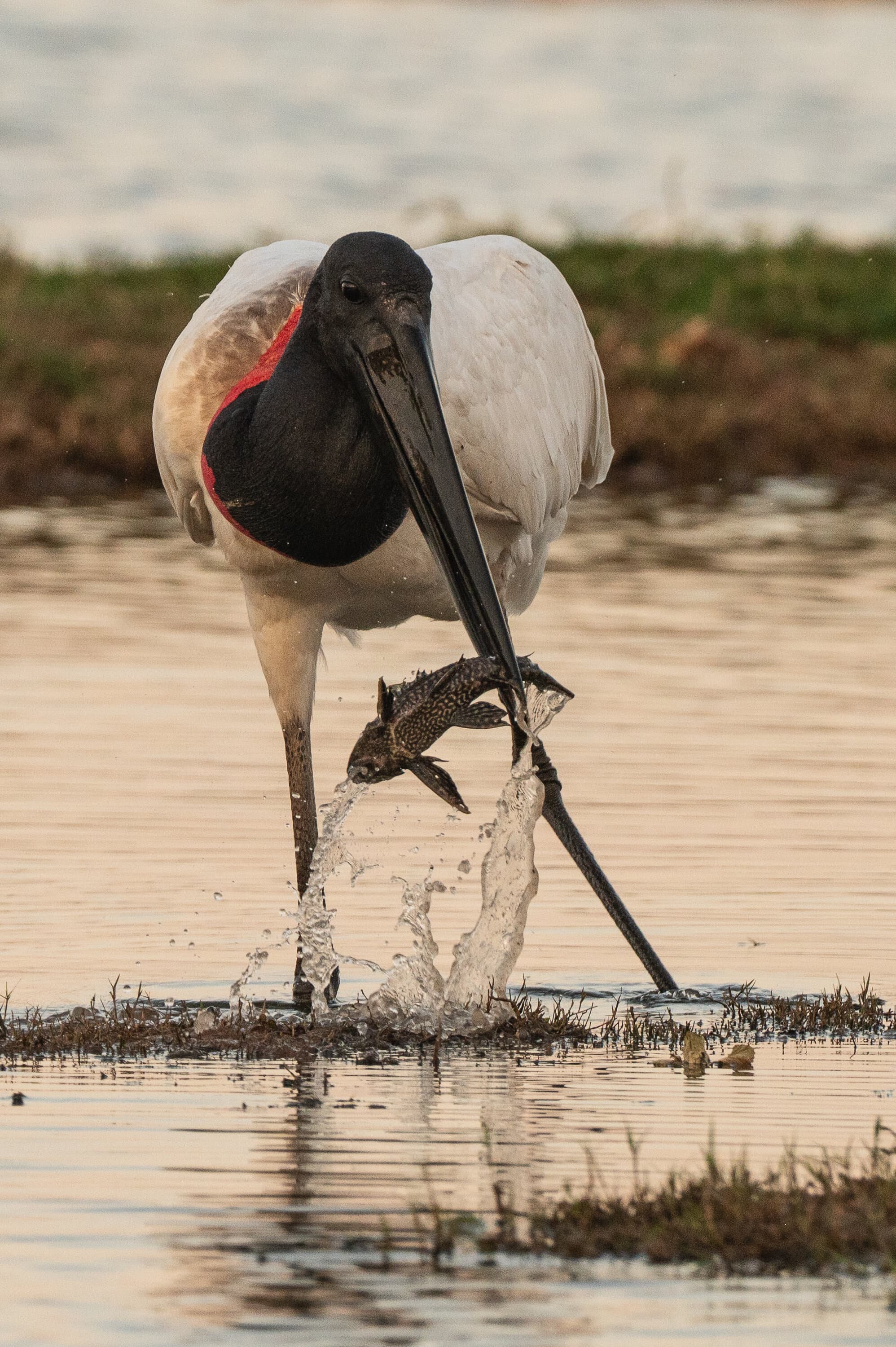 Jabirú pescando en el bañado.
