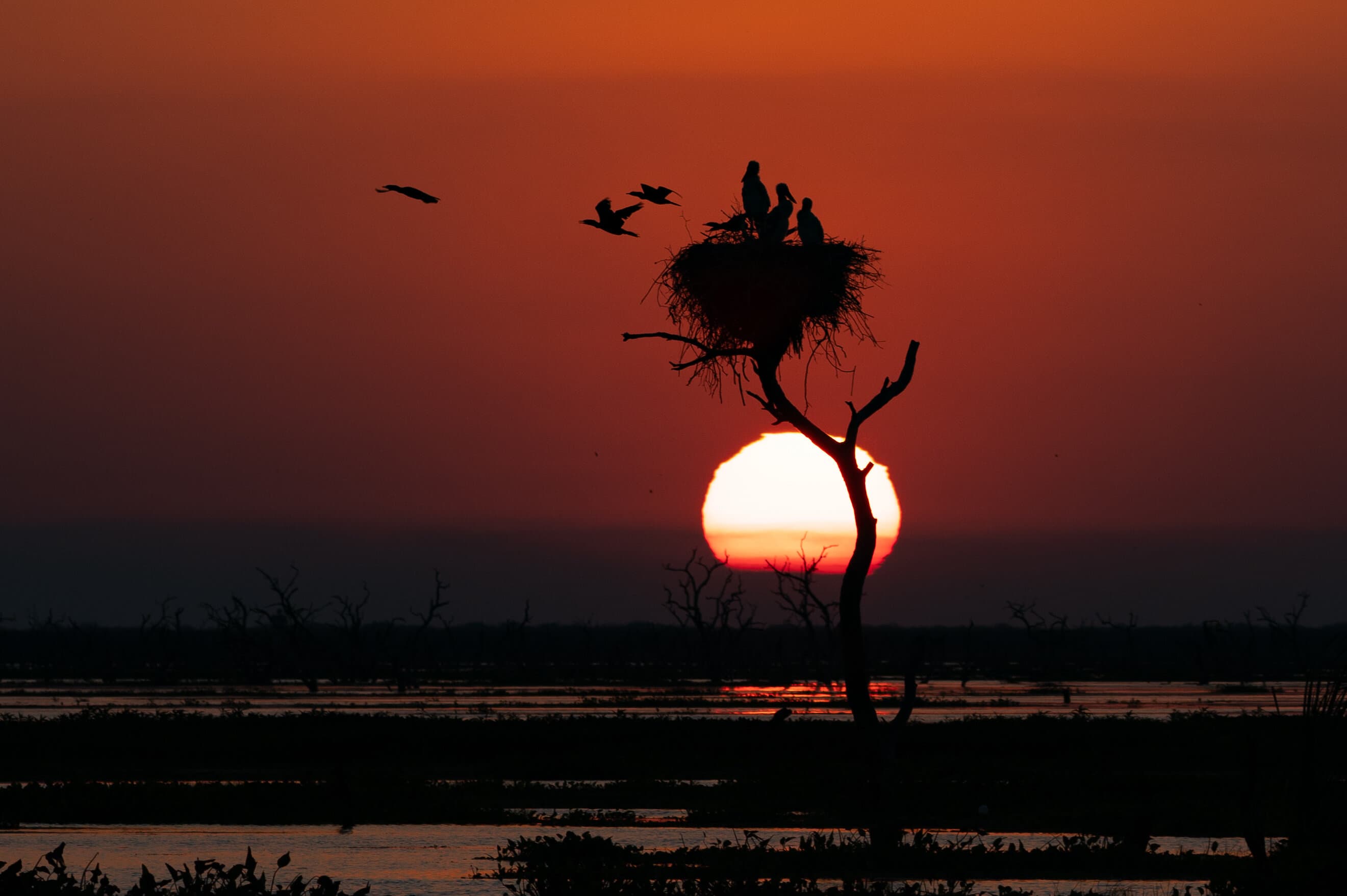 Bañado La Estrella: el paraíso de agua y aves que Formosa guarda en secreto