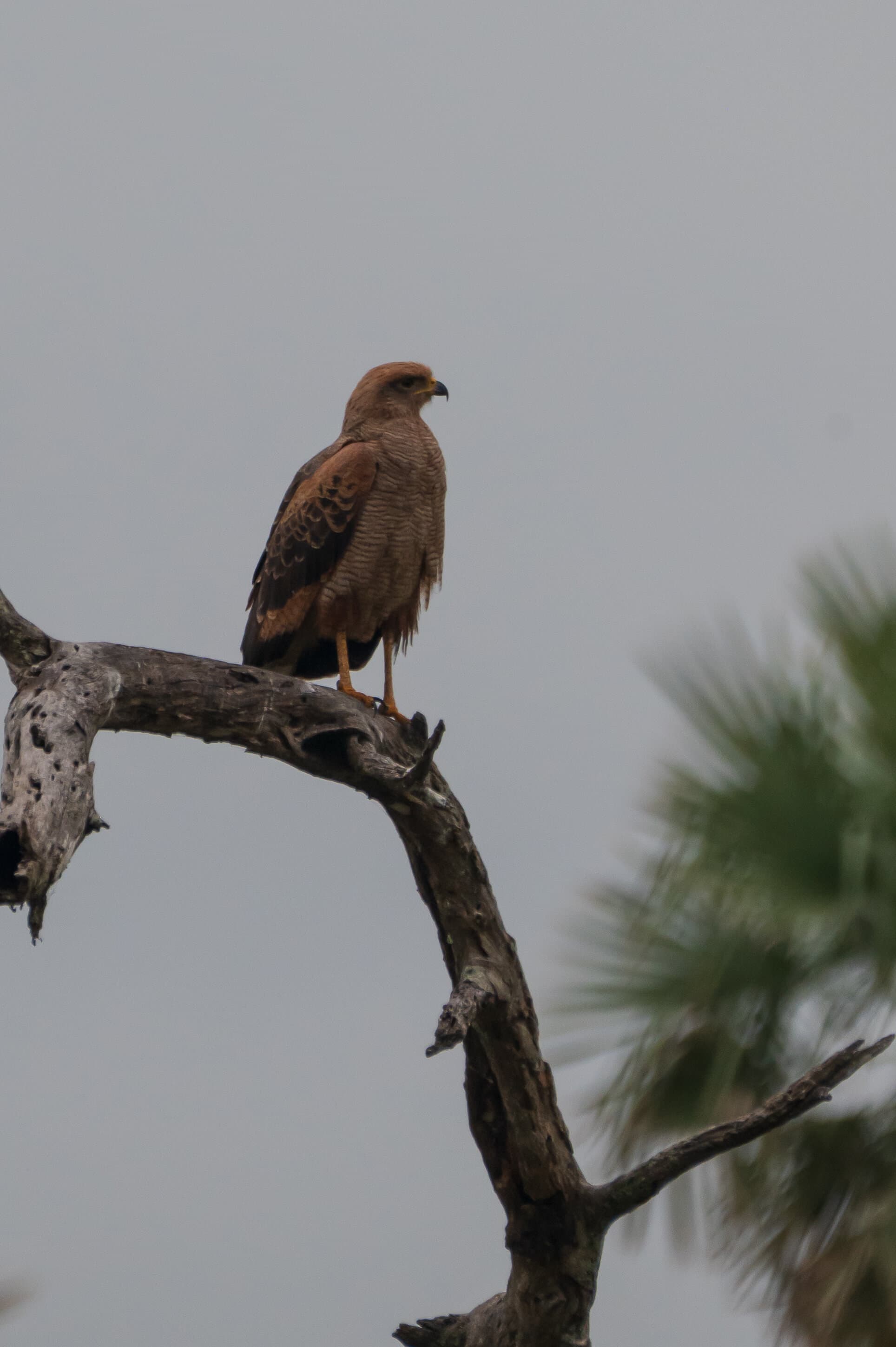 Aguilucho colorado