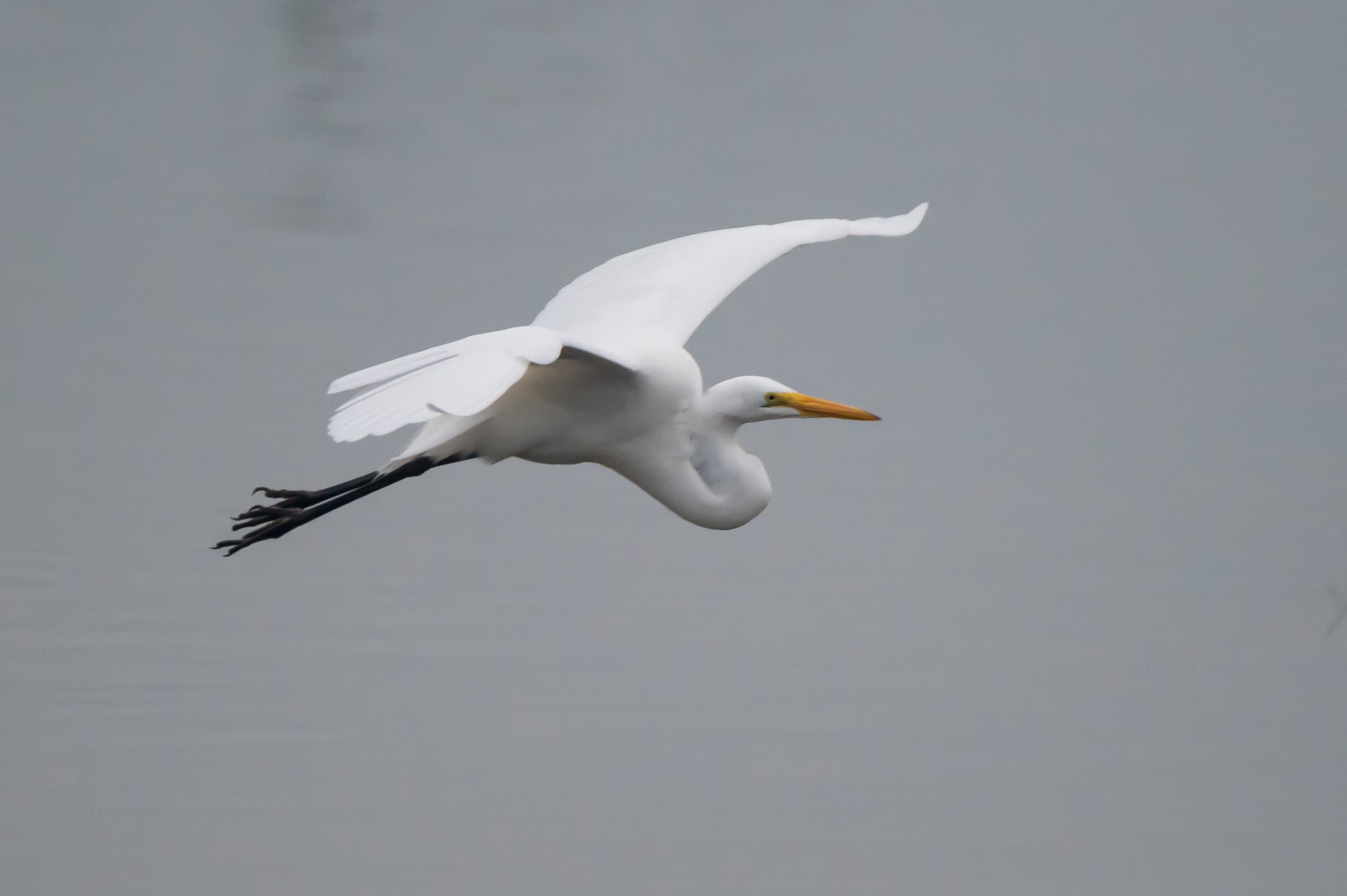 Garza blanca