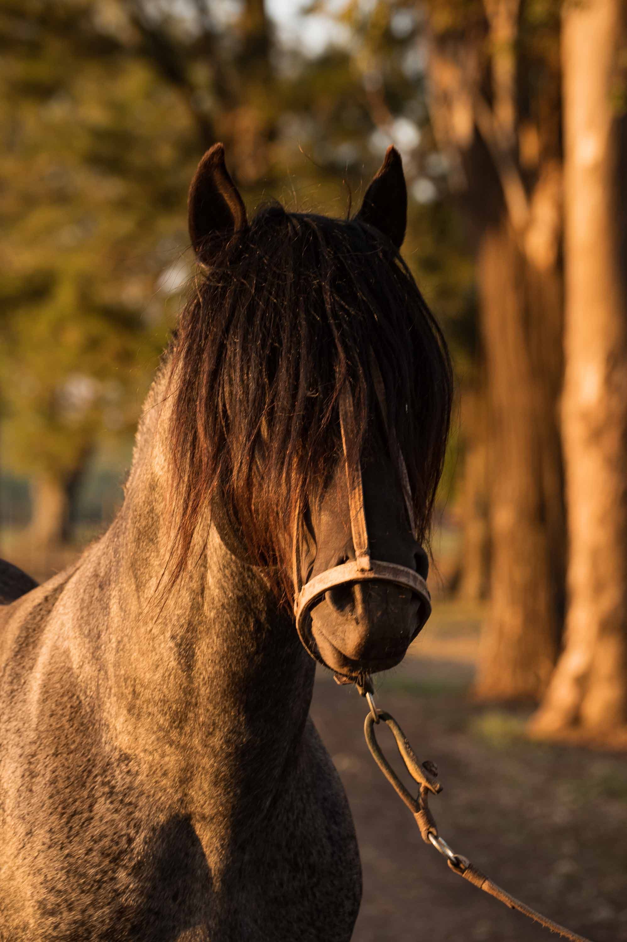 Mala Cara — San Antonio de Areco, Argentina