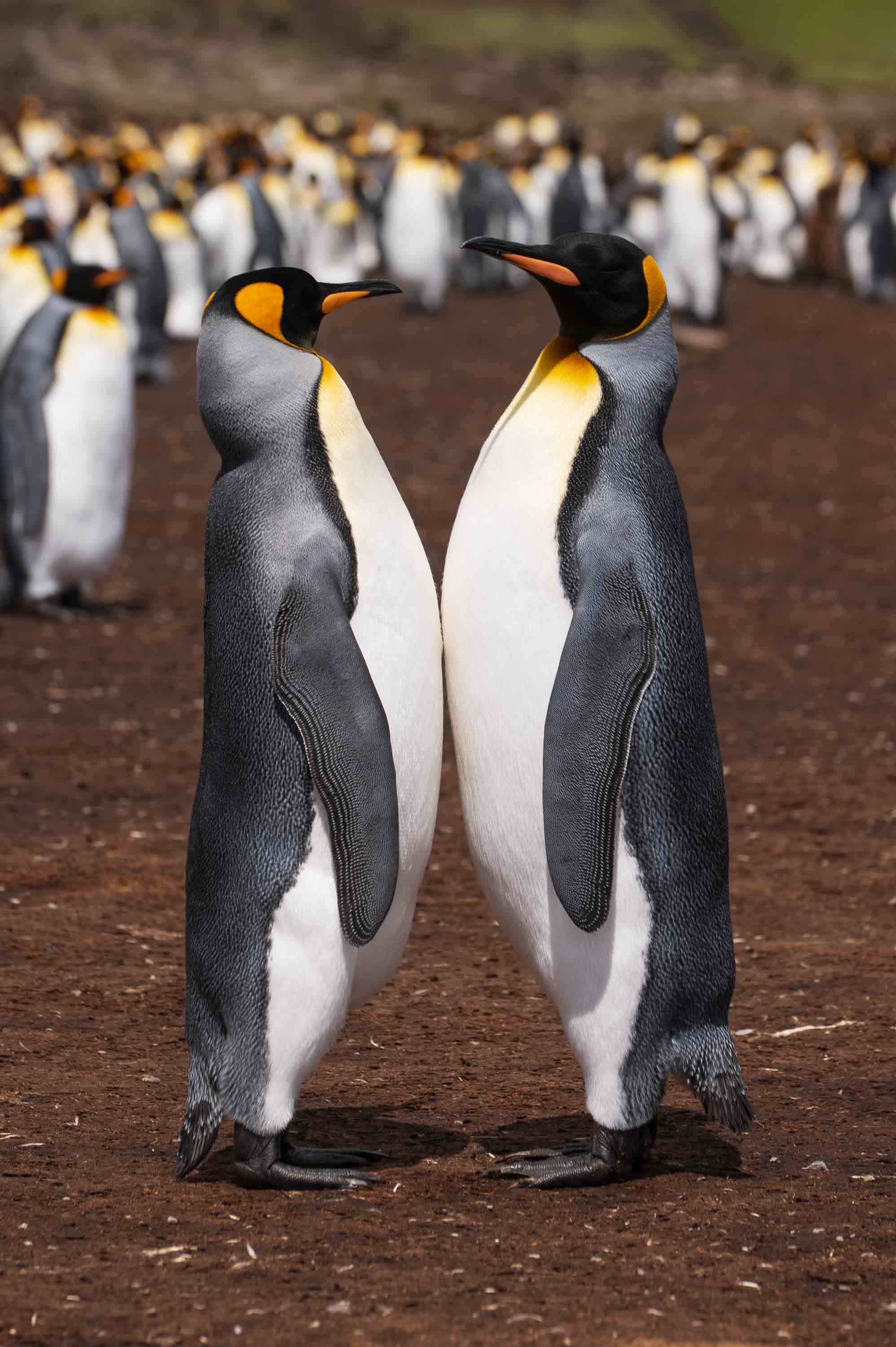 Enfrentados — Volunteer Point, Islas Malvinas