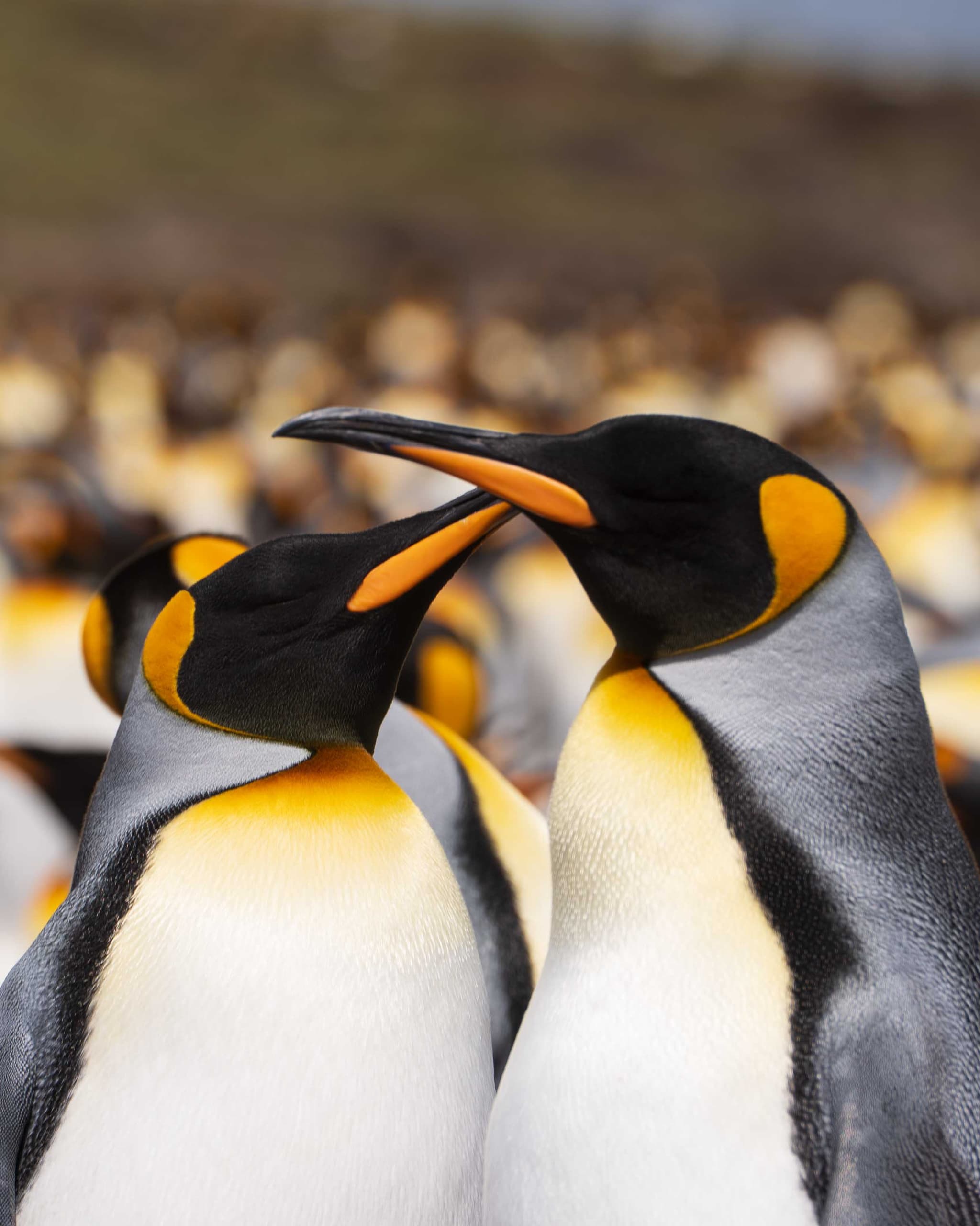Cruzados — Volunteer Point, Islas Malvinas