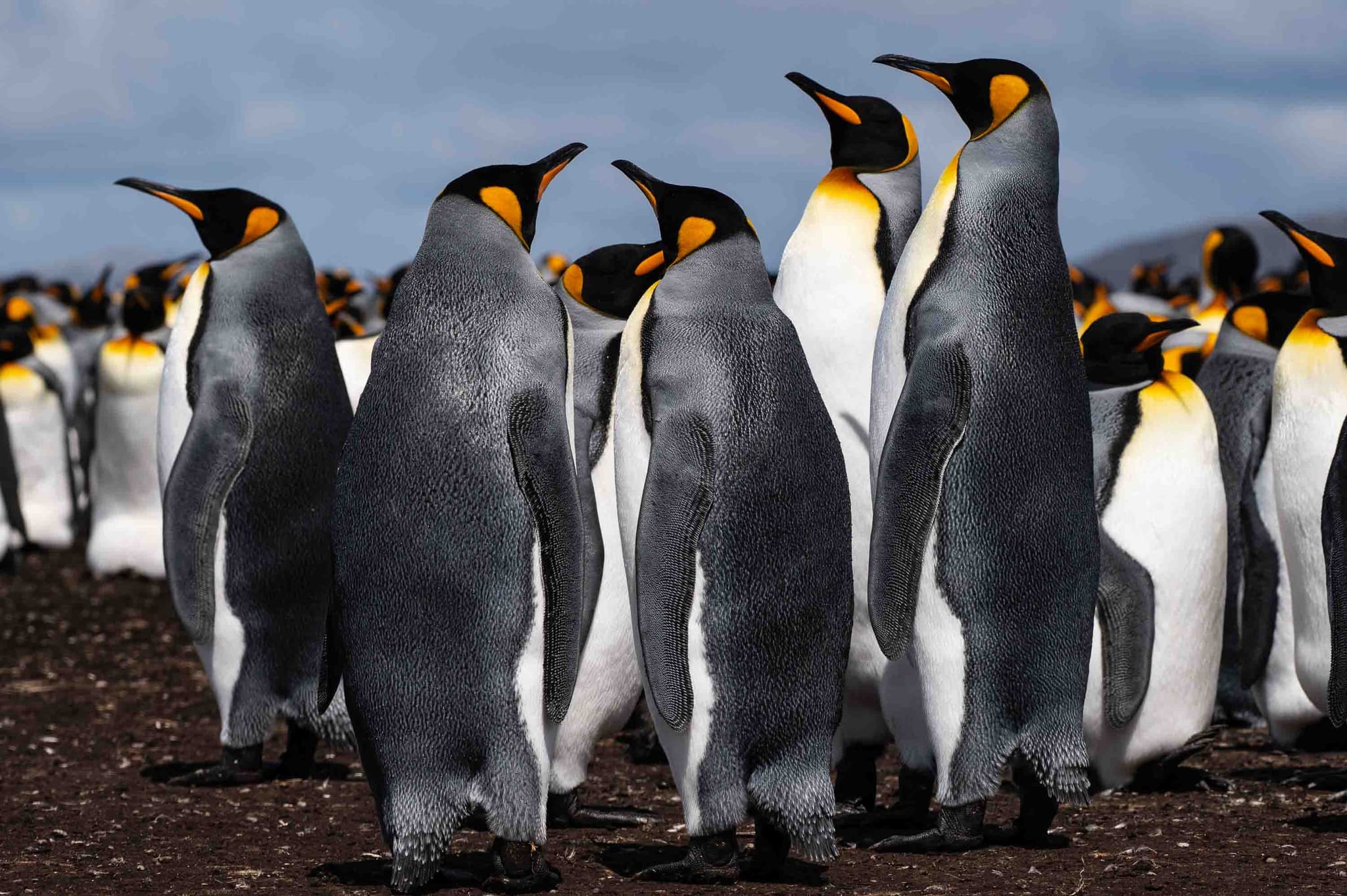 Cinco Reyes — Volunteer Point, Islas Malvinas