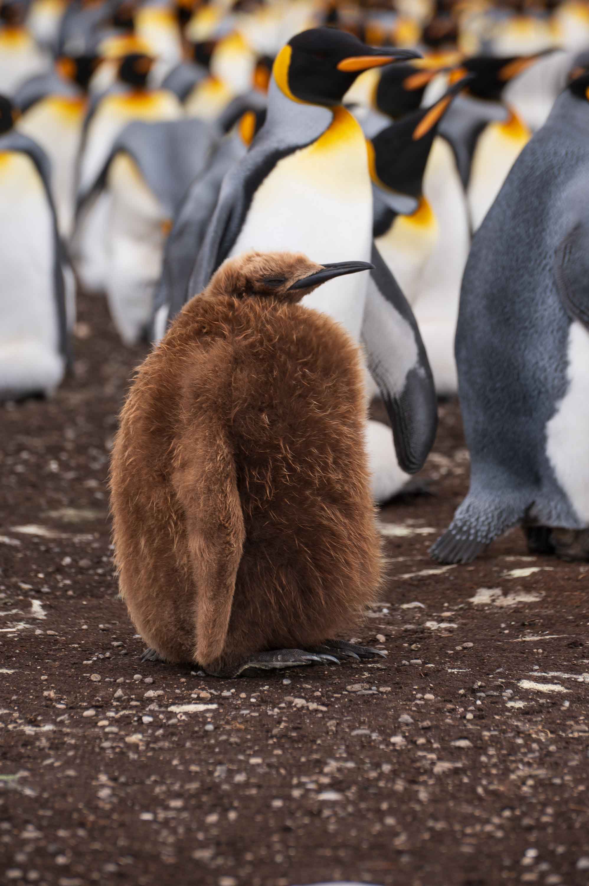Abrigado — Volunteer Point, Islas Malvinas