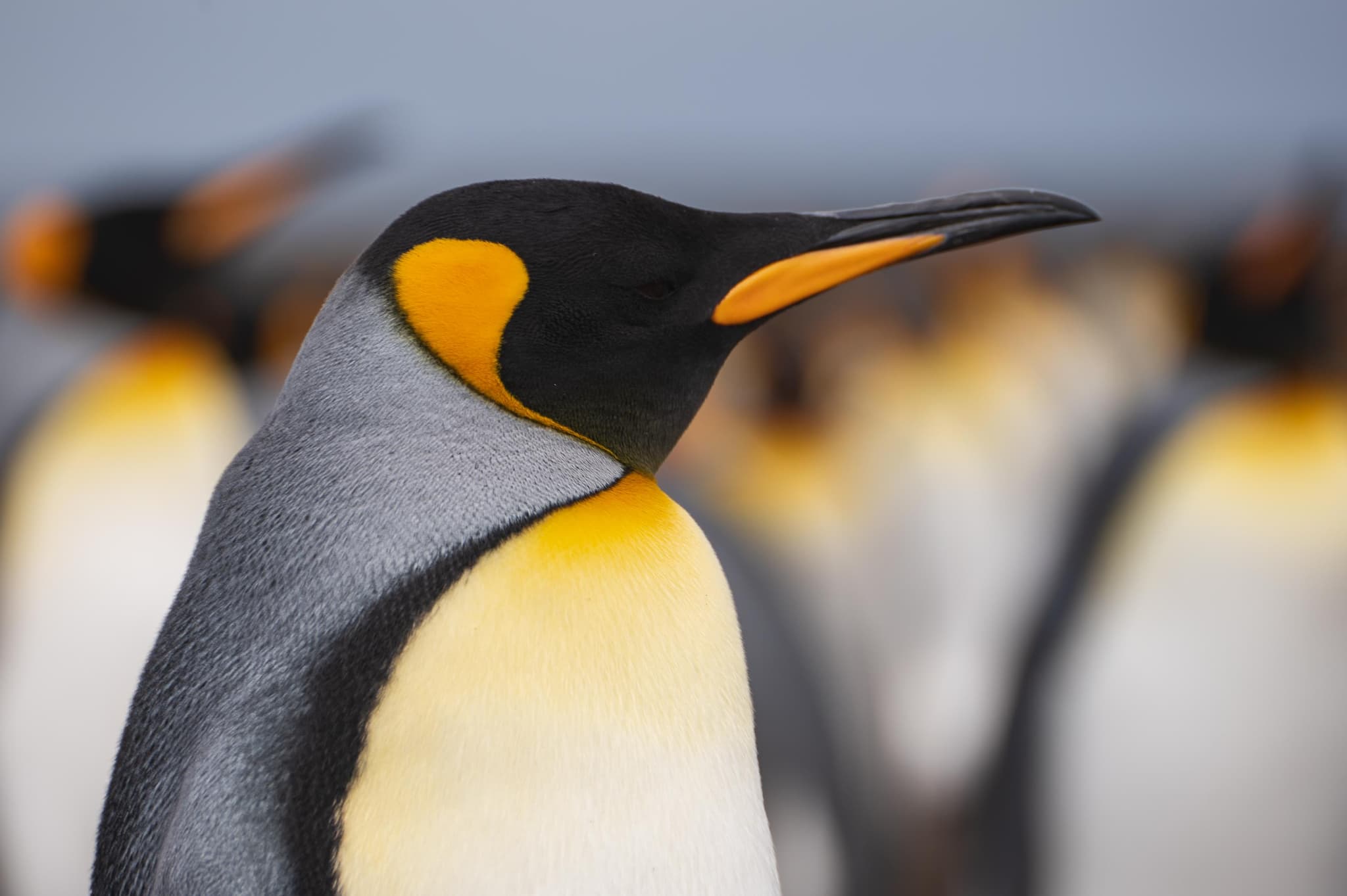 Solo — Volunteer Point, Islas Malvinas