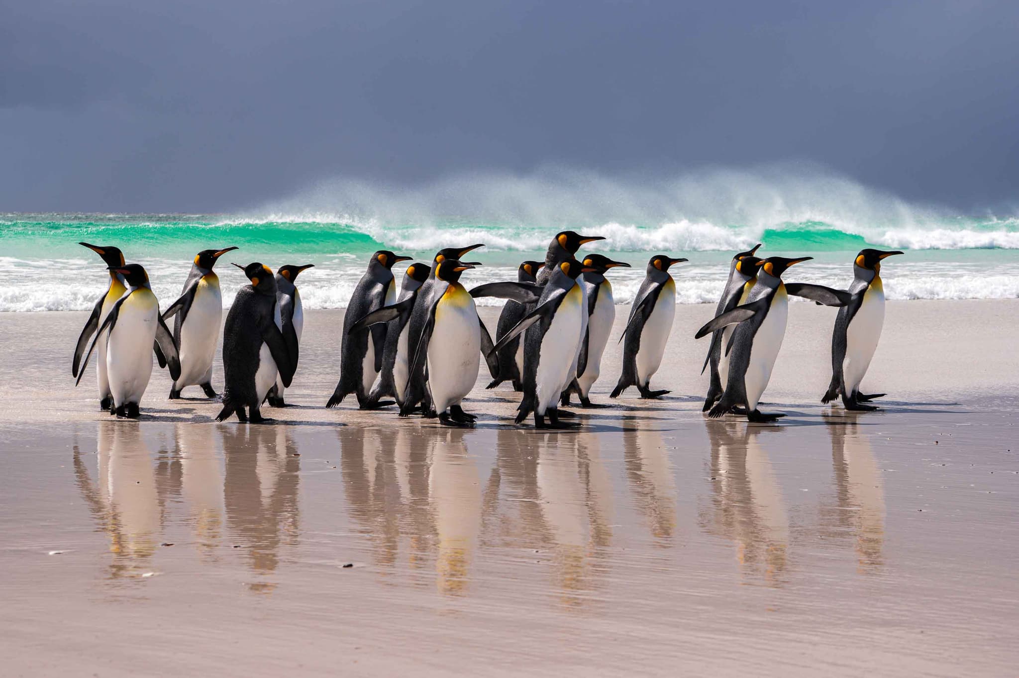 Reflejos en la arena — Volunteer Point, Islas Malvinas