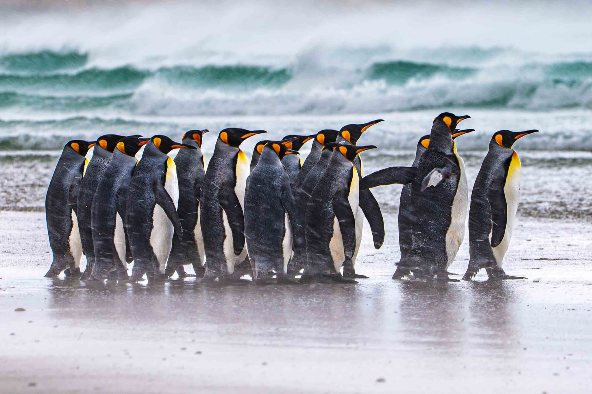 Into the storm — Volunteer Point, Islas Malvinas