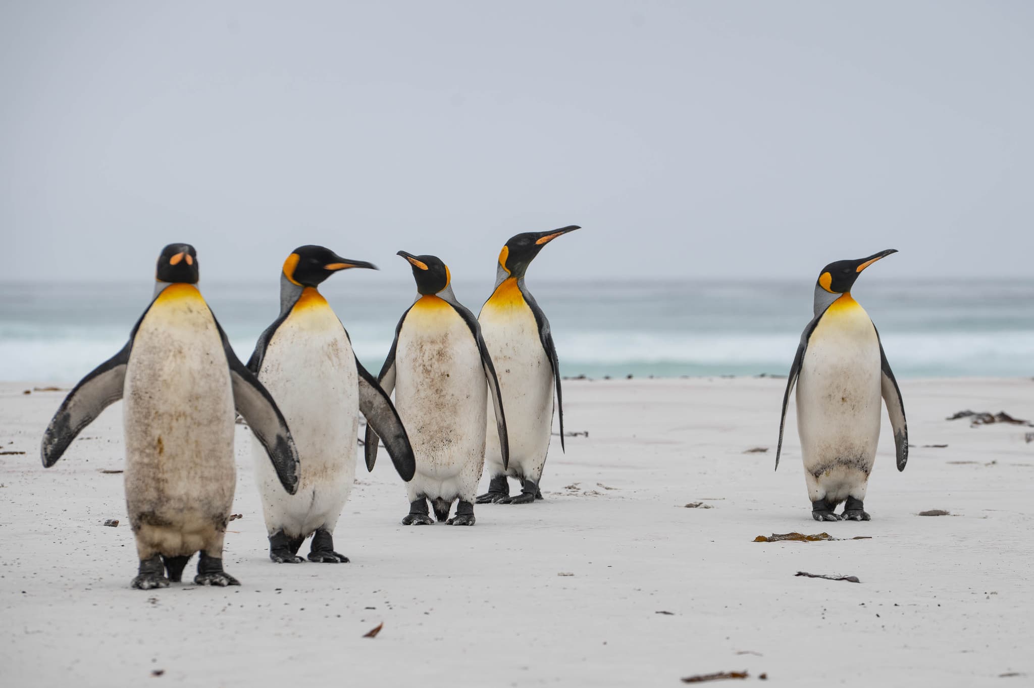 Cuatro y uno — Volunteer Point, Islas Malvinas