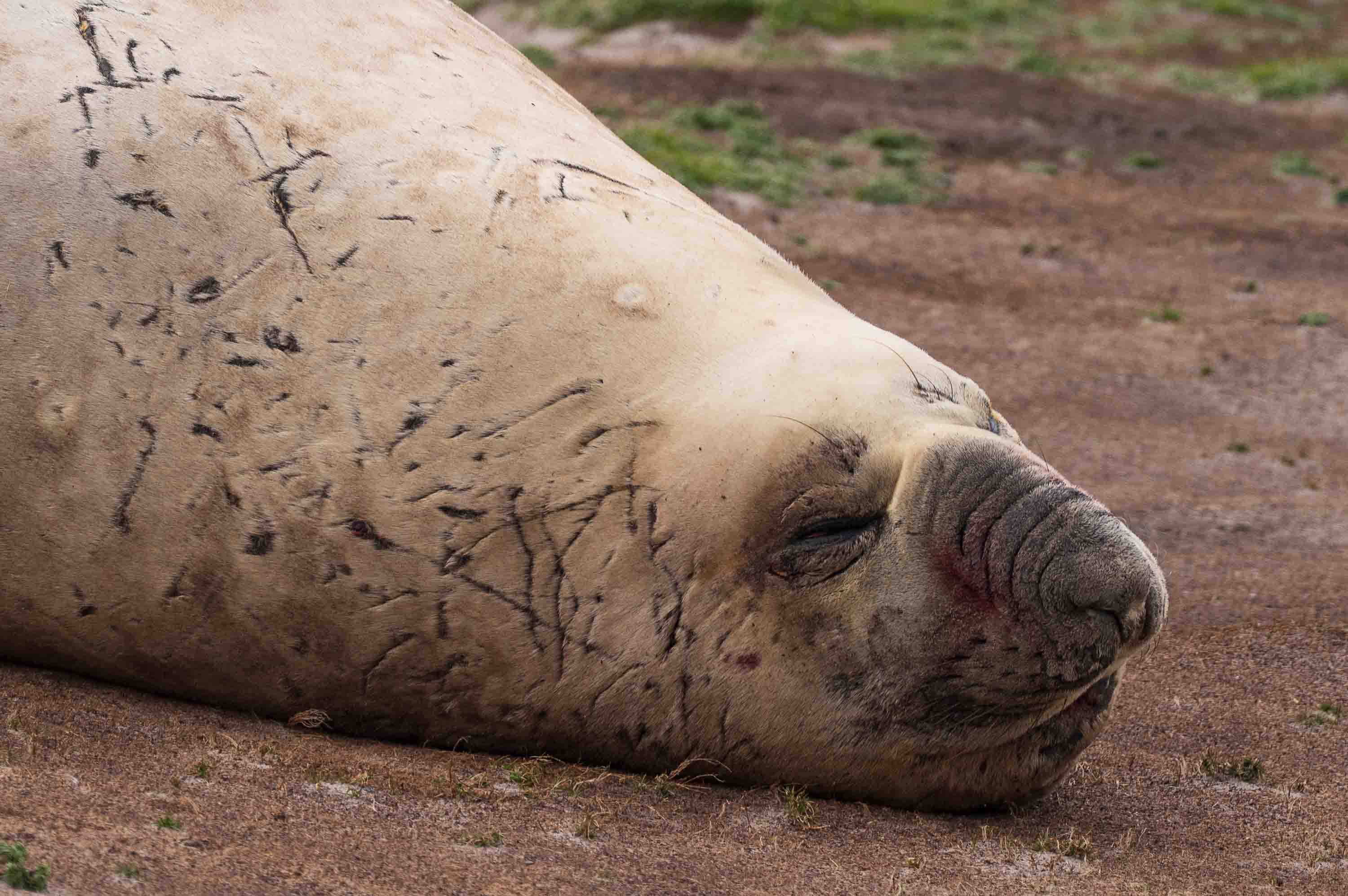 Cicatrices — Kelp Point, Islas Malvinas