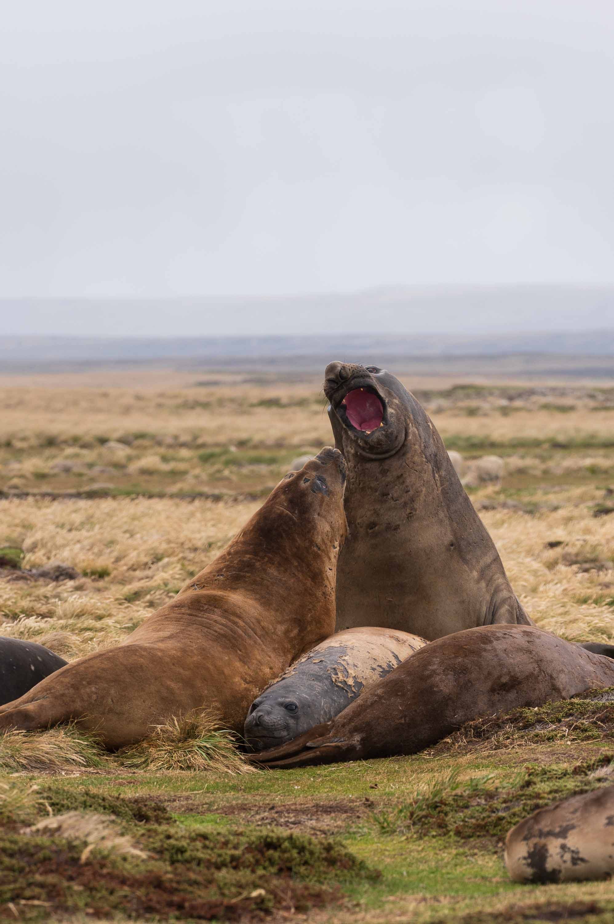 Born to be wild — Kelp Point, Islas Malvinas