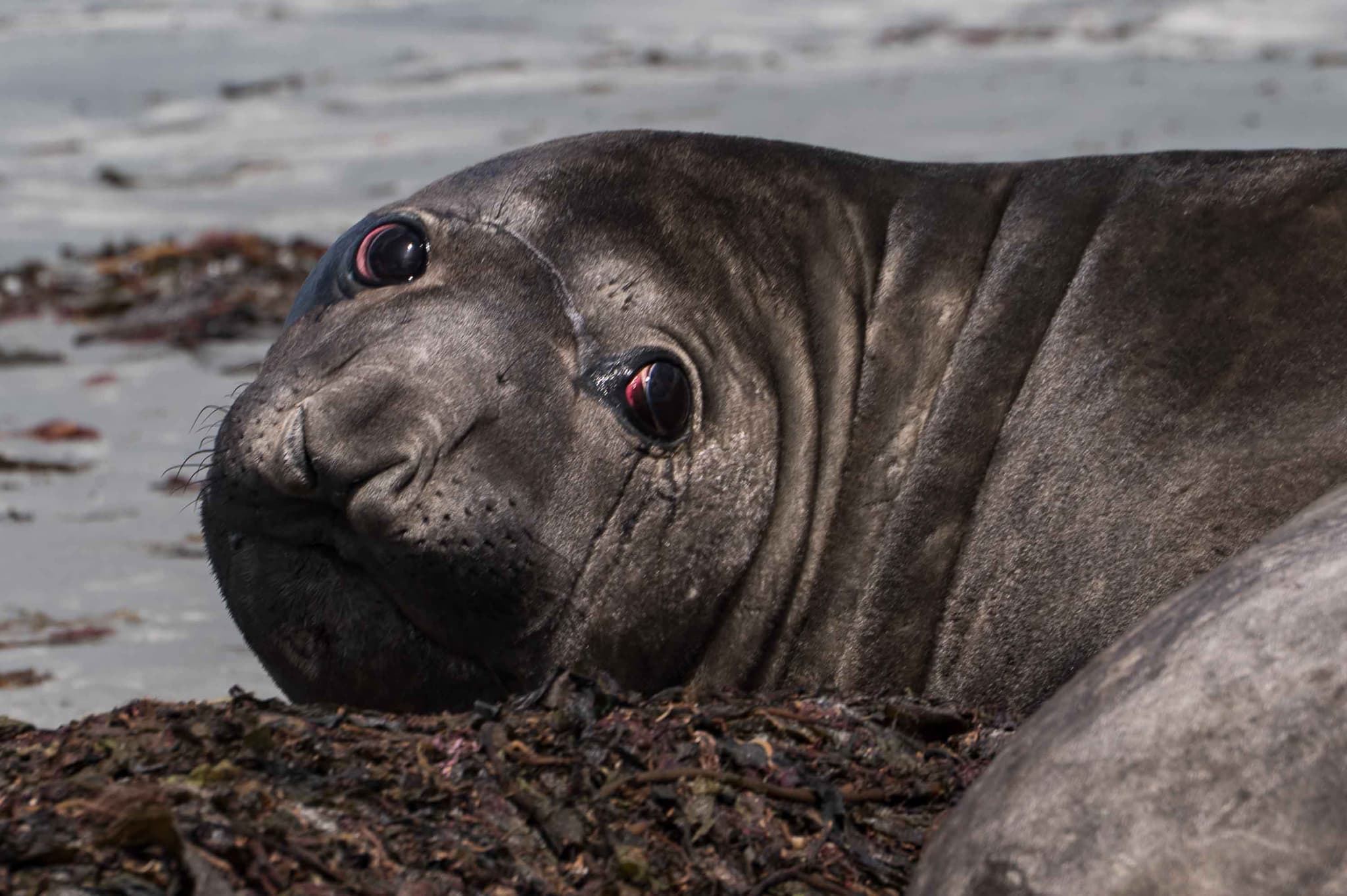 ¡Date vuelta! — Kelp Point, Islas Malvinas