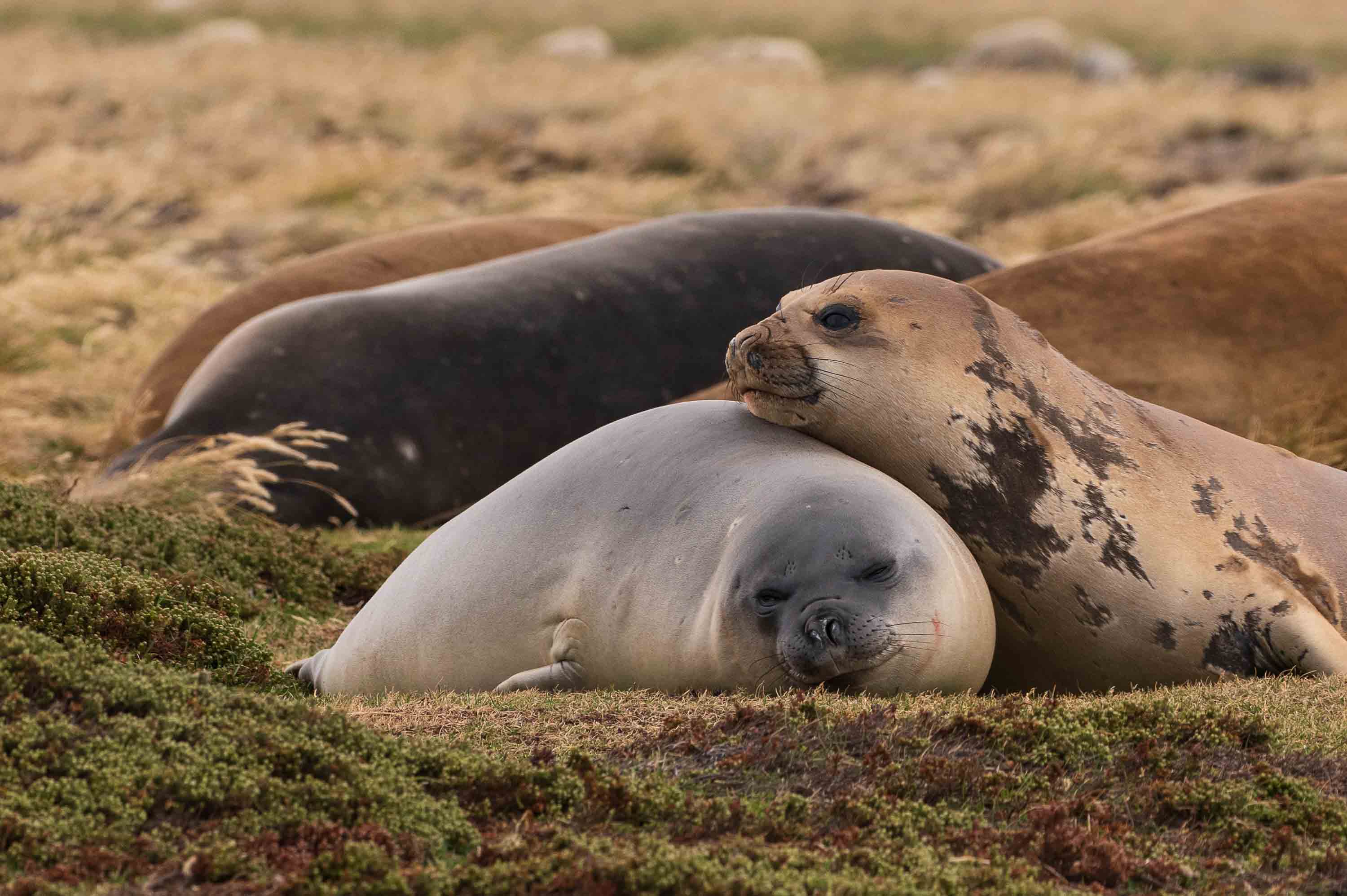 Keep calm — Kelp Point, Islas Malvinas