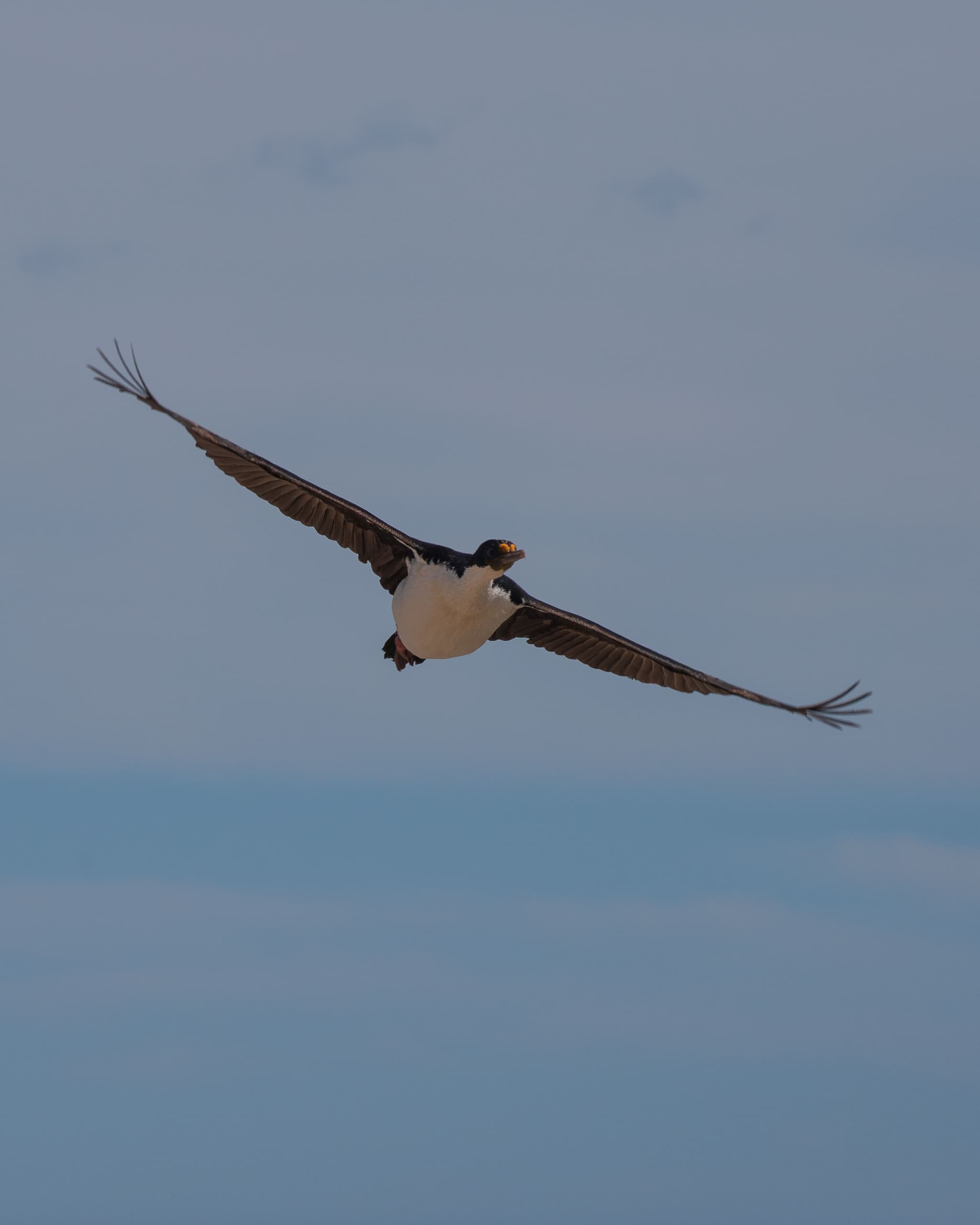 Just flying — Cape Bougainville, Islas Malvinas