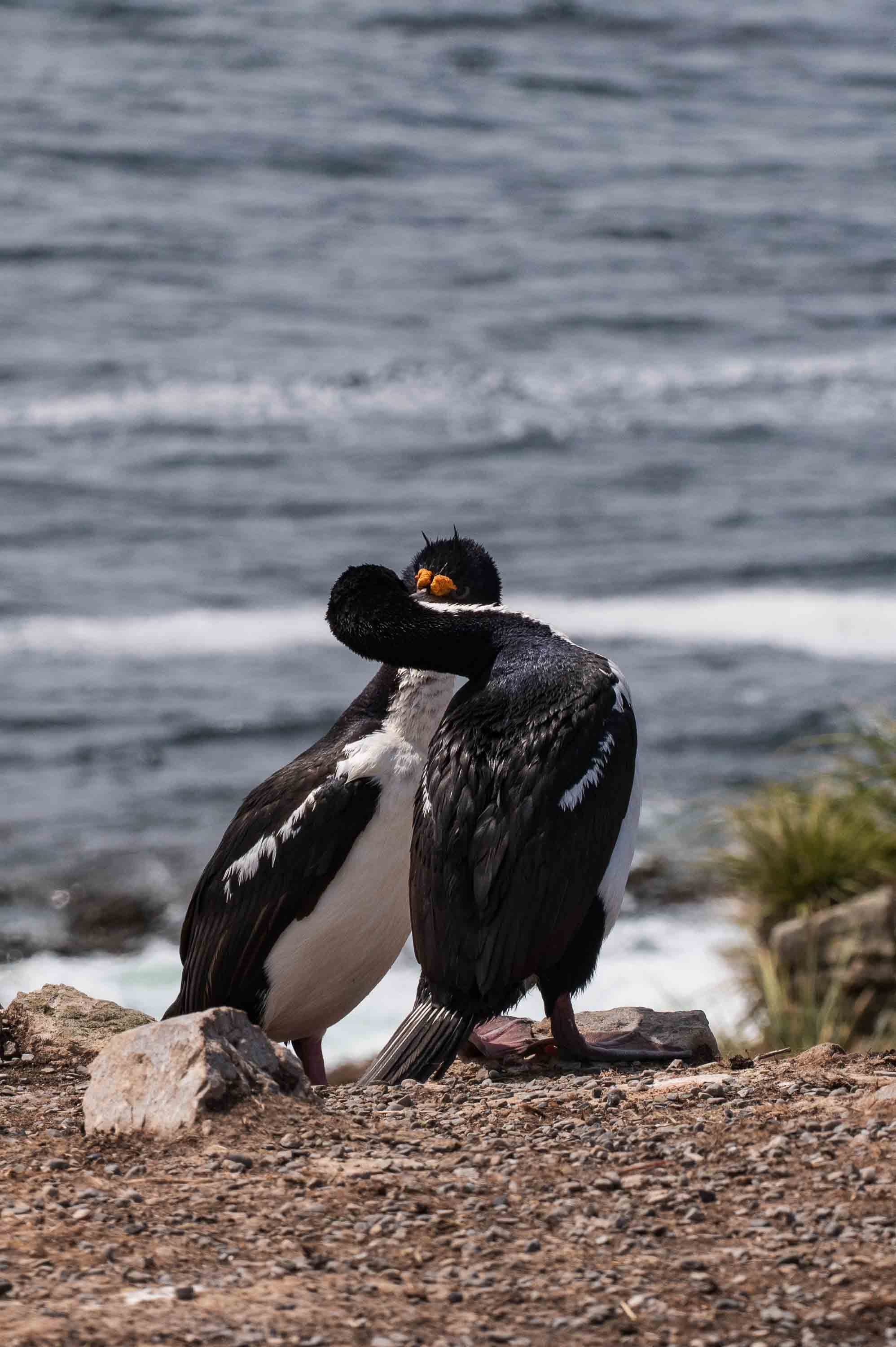 Beso a beso — Cape Bougainville, Islas Malvinas