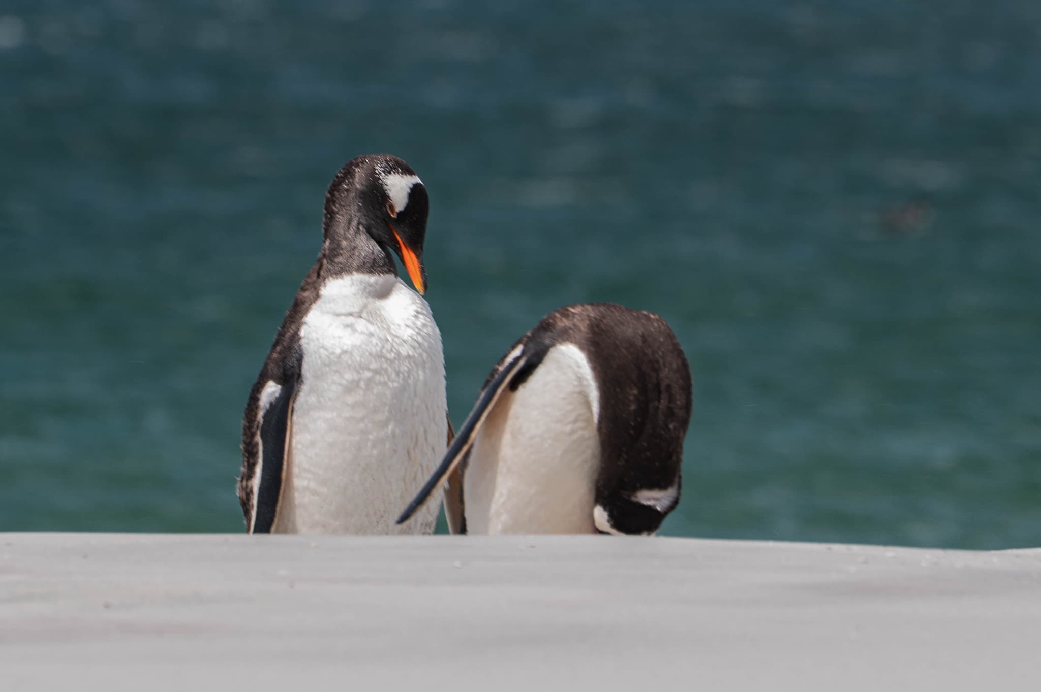 ¿Qué buscás? — Kelp Point, Islas Malvinas