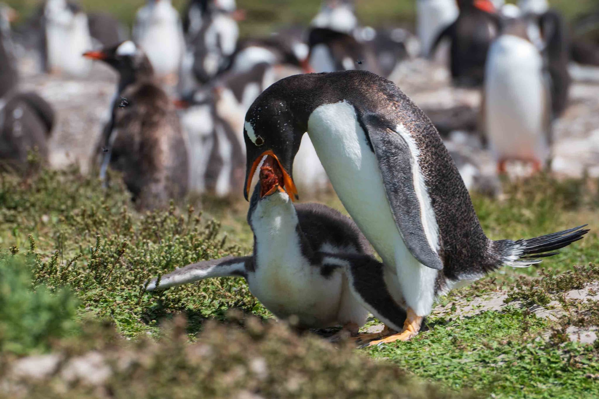 ¿Me das? — Kelp Point, Islas Malvinas