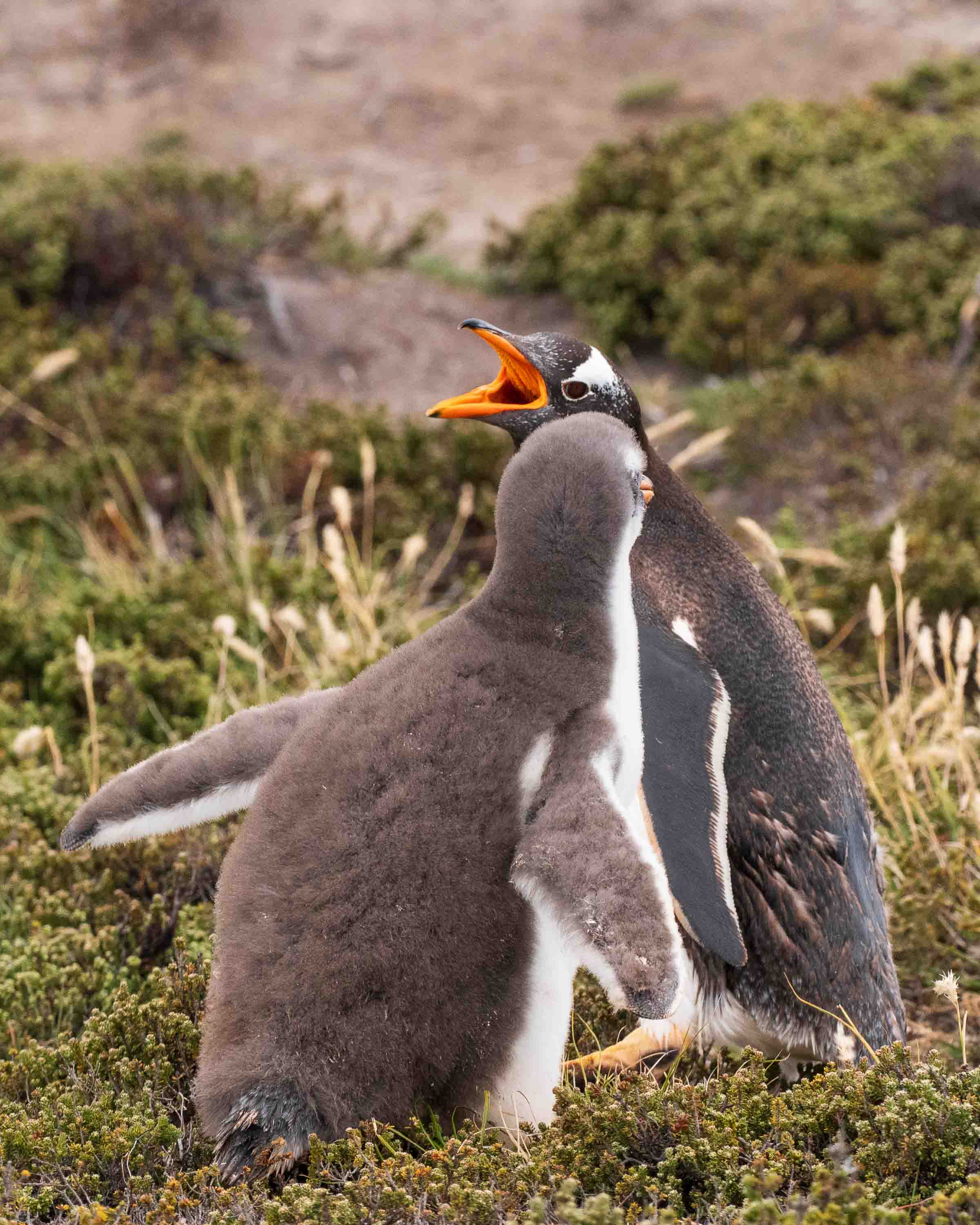 ¡No te escucho! — Kelp Point, Islas Malvinas
