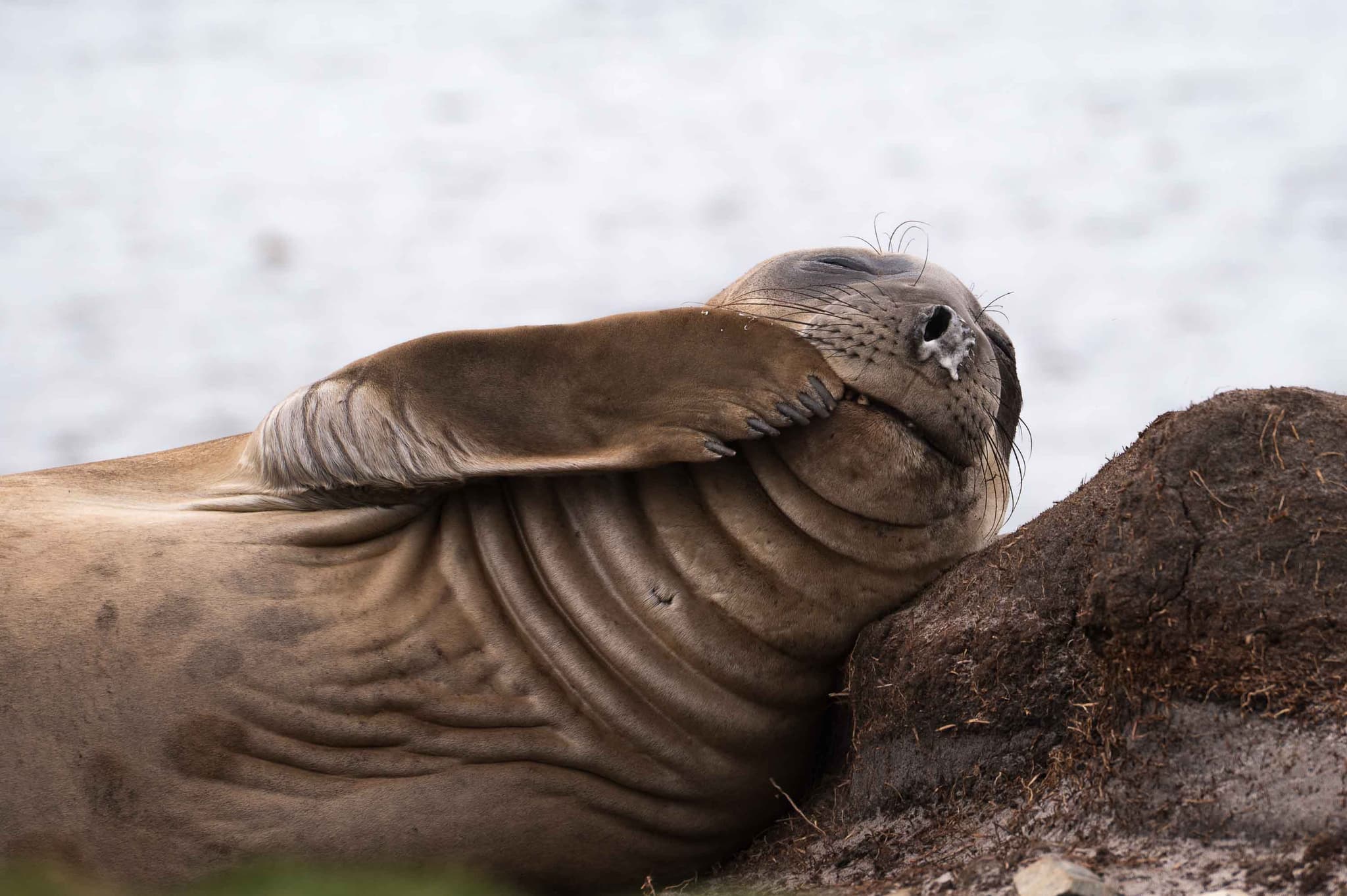 Haciendo nada — Kelp Point, Islas Malvinas