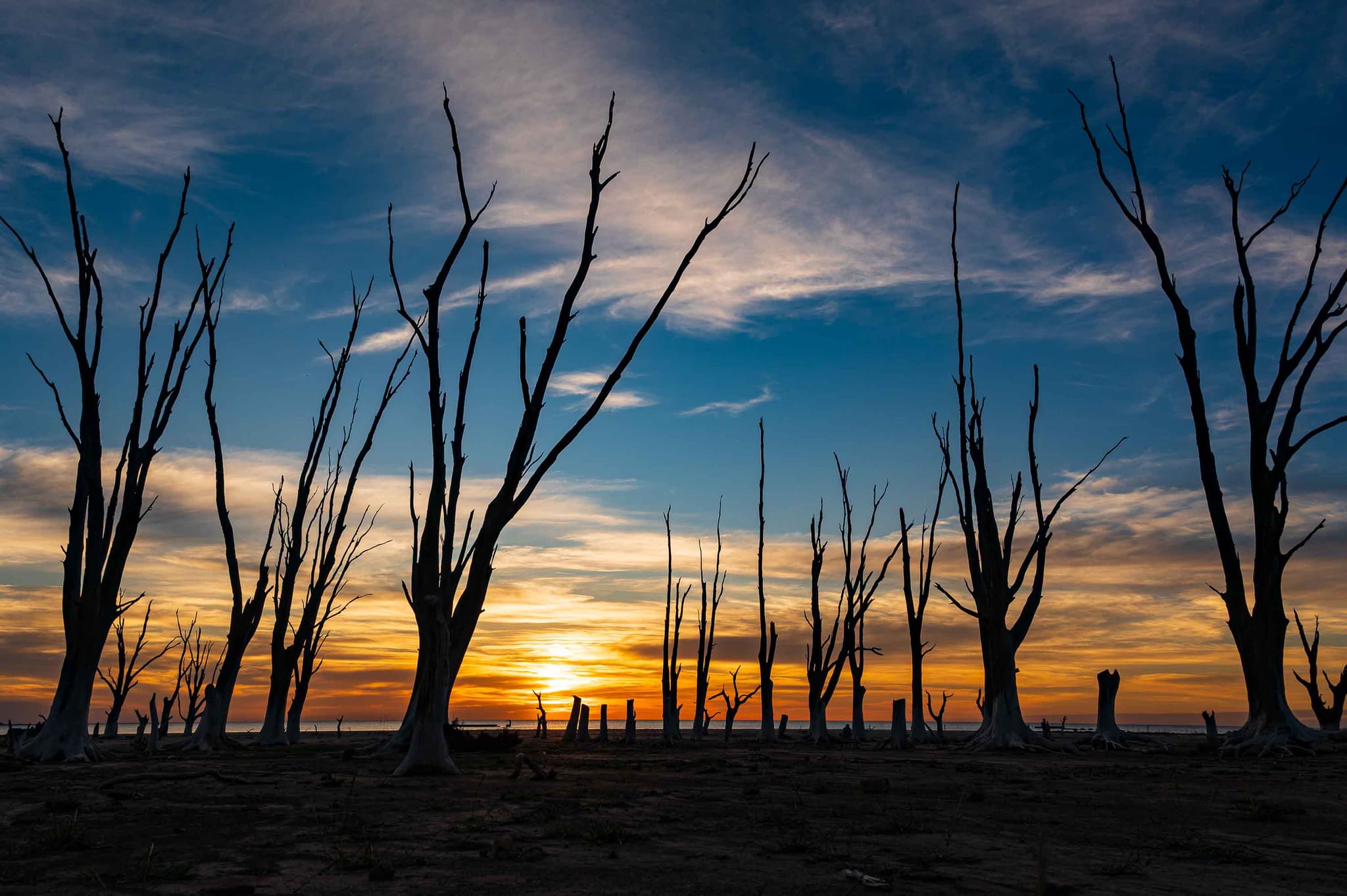 Árboles muertos — Miramar de Ansenuza, Argentina