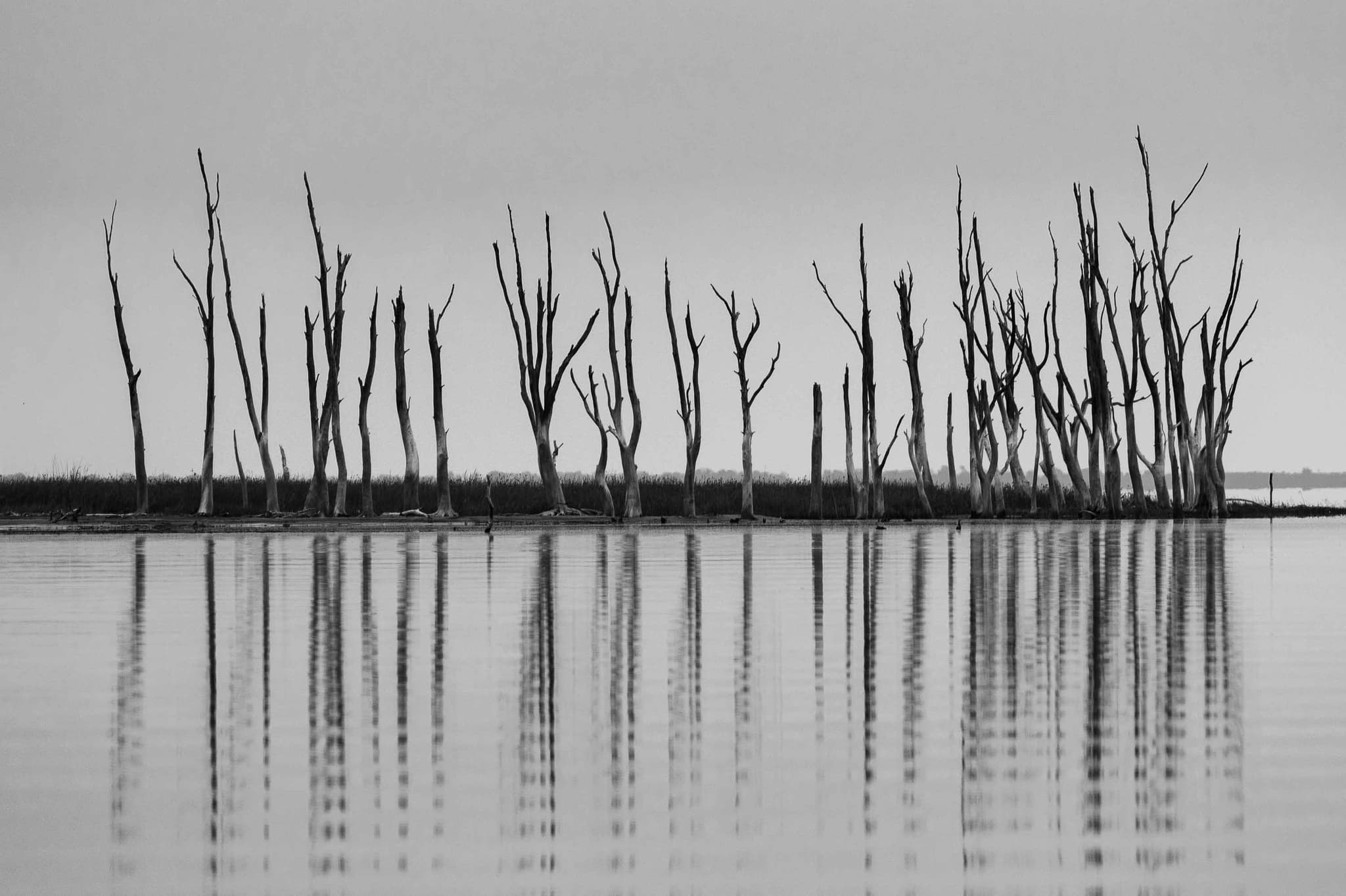 Siluetas muertas — Miramar de Ansenuza, Argentina