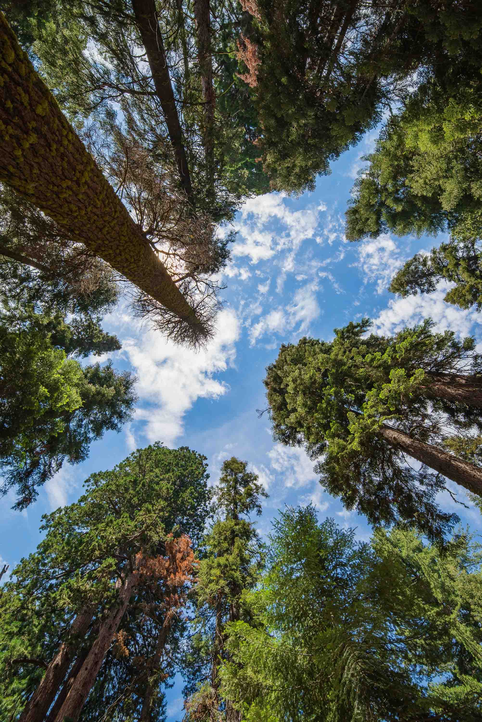 Hasta el cielo — Sequoia National Park, USA
