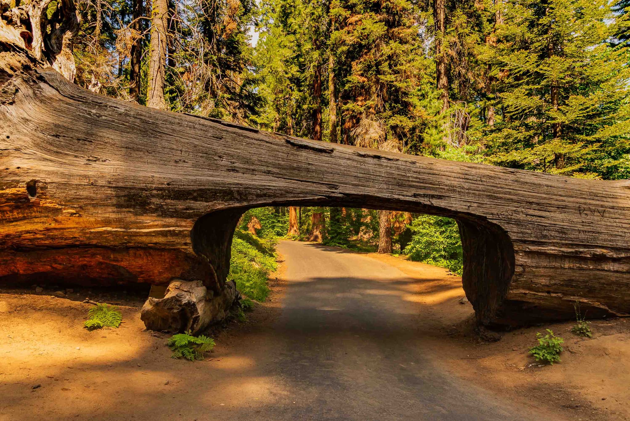 El túnel — Sequoia National Park, USA
