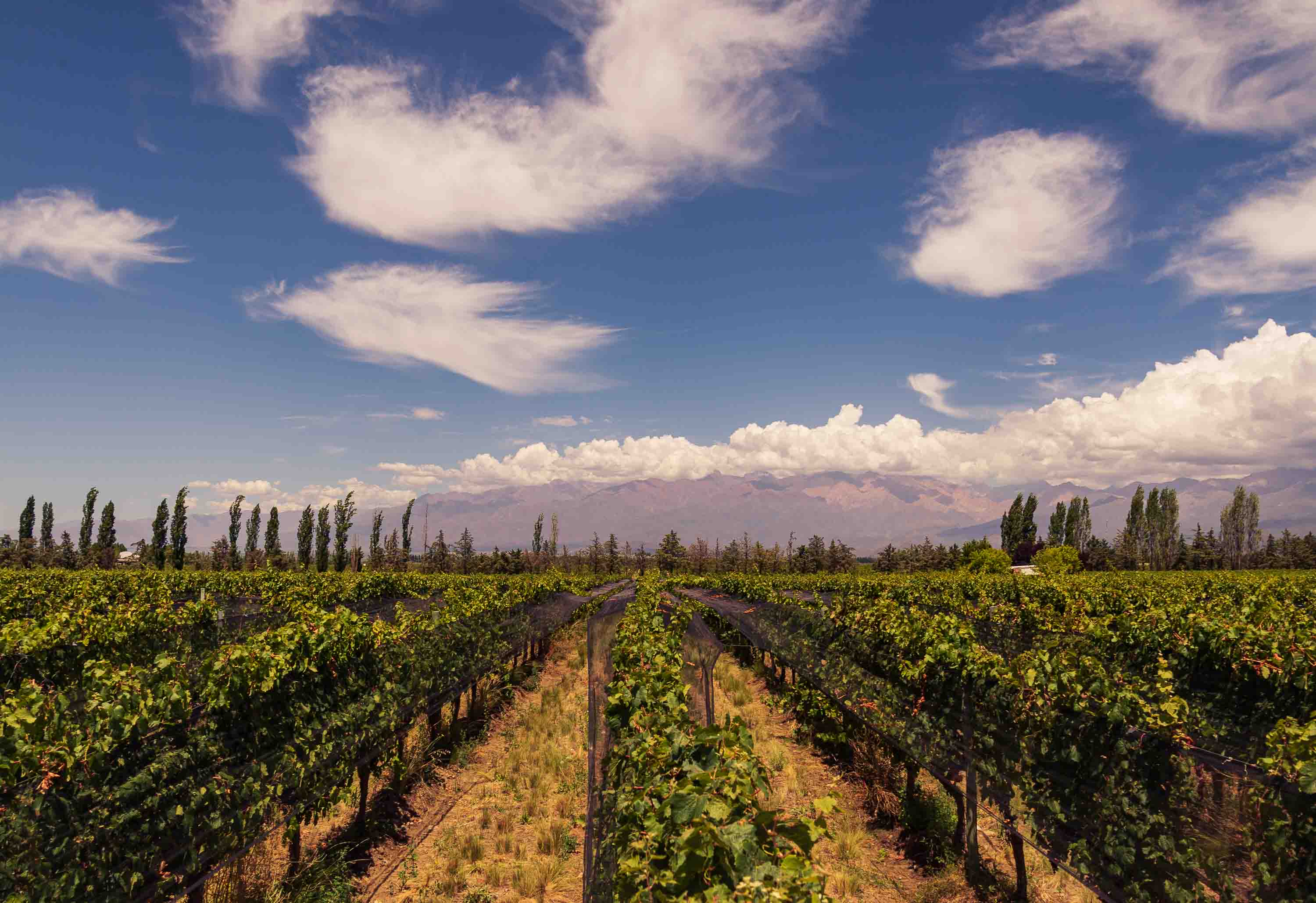 Sol y viñedos — Mendoza, Argentina