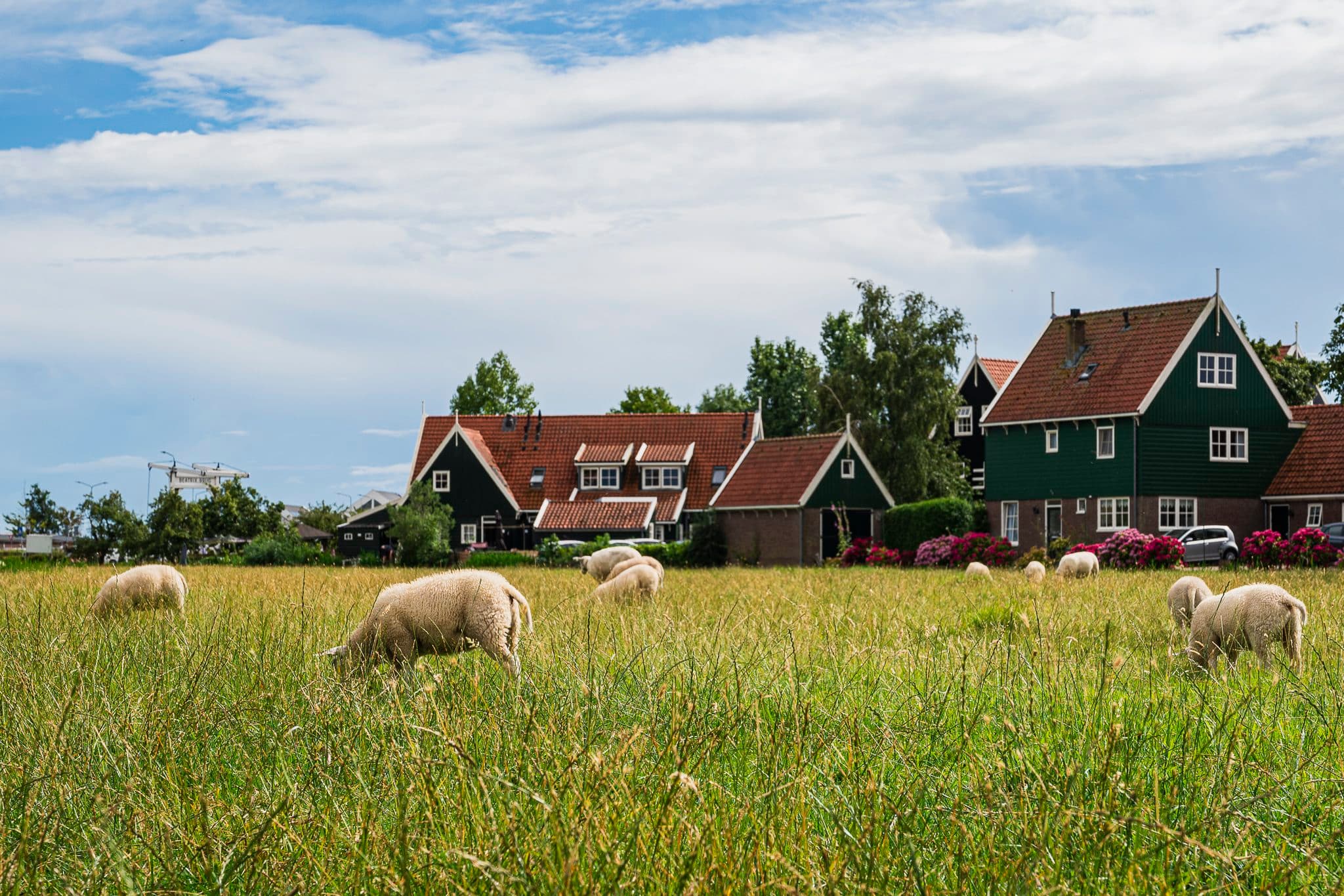 Sheep grazing in front of the houses of Marken